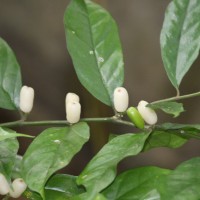 Stemonuraceae